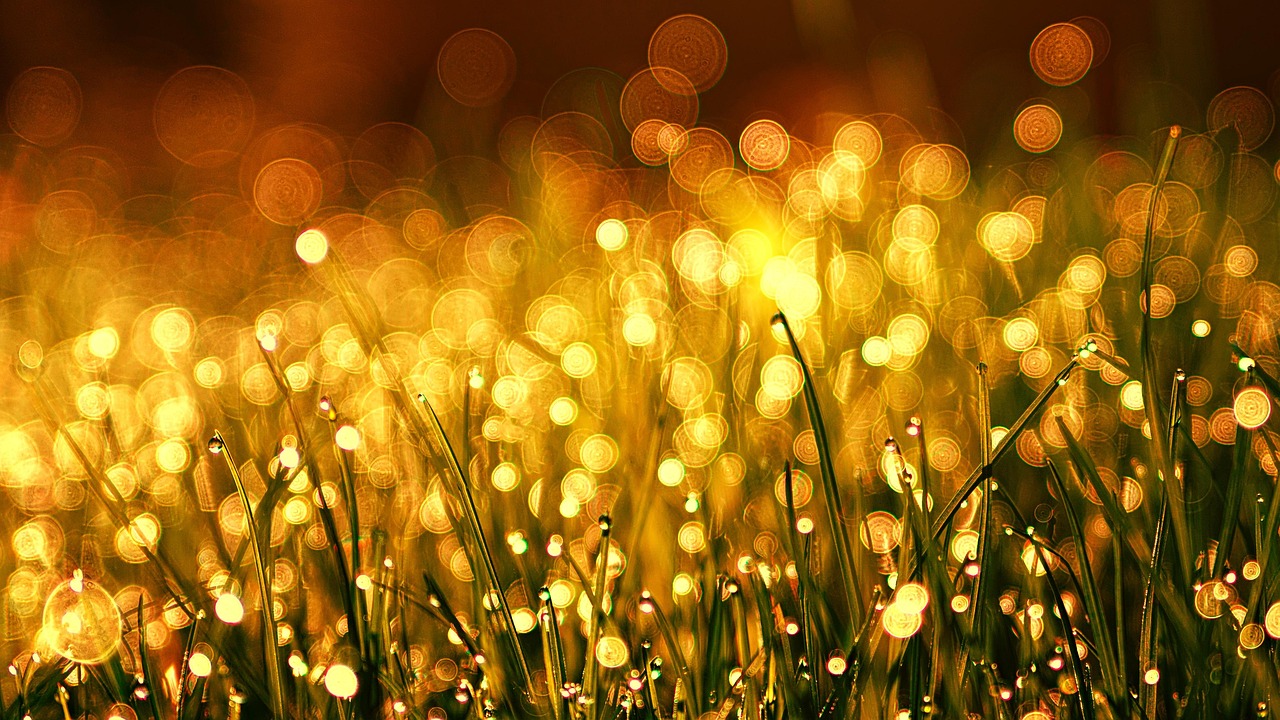 grass-3375344_1280 grass-3375344_1280